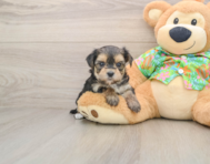 6 week old Morkie Puppy For Sale - Lone Star Pups