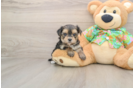 Best Morkie Baby
