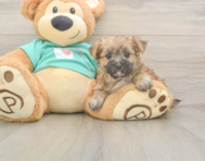 8 week old Morkie Puppy For Sale - Lone Star Pups