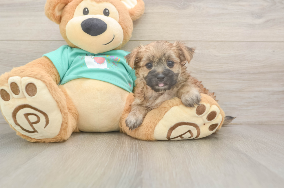 6 week old Morkie Puppy For Sale - Lone Star Pups