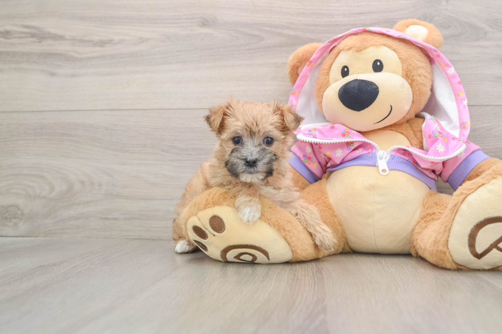 Smart Morkie Designer Pup