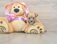 6 week old Morkie Puppy For Sale - Lone Star Pups