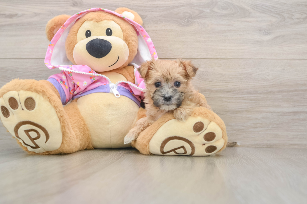 5 week old Morkie Puppy For Sale - Lone Star Pups