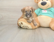 8 week old Morkie Puppy For Sale - Lone Star Pups