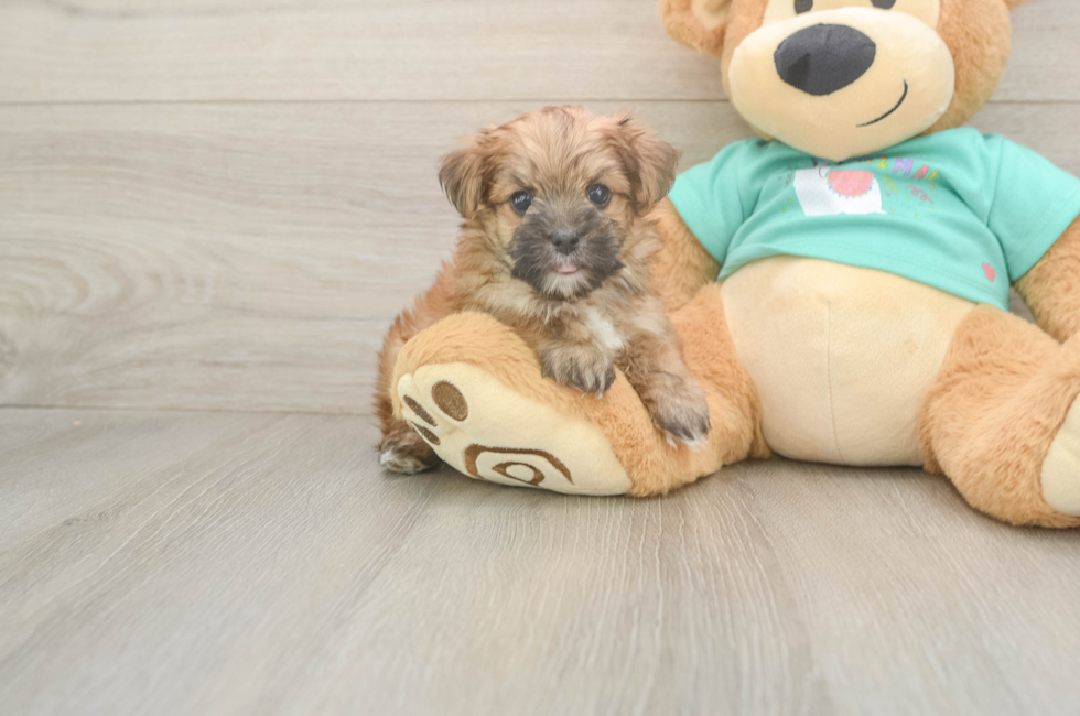 6 week old Morkie Puppy For Sale - Lone Star Pups