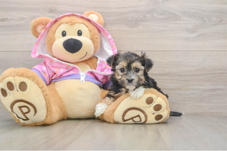 Morkie Puppy for Adoption