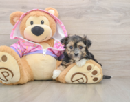 6 week old Morkie Puppy For Sale - Lone Star Pups