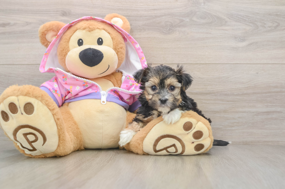 Morkie Puppy for Adoption