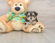 6 week old Morkie Puppy For Sale - Lone Star Pups