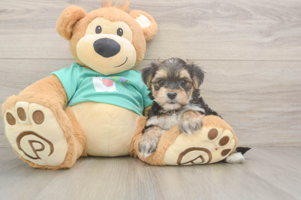 6 week old Morkie Puppy For Sale - Lone Star Pups