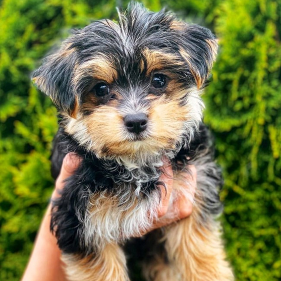 Morkie Puppies For Sale - Lone Star Pups