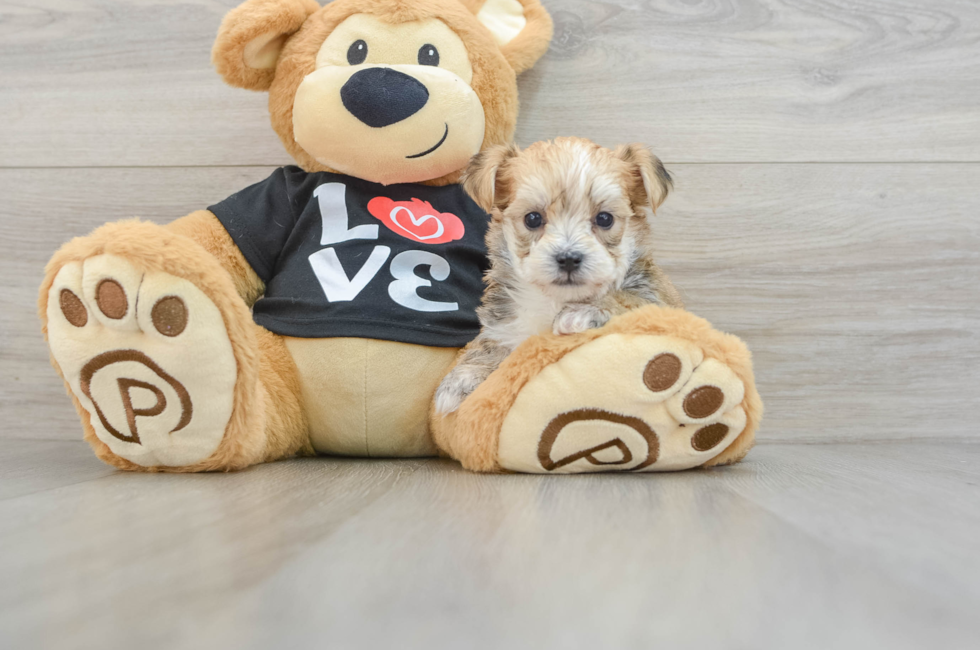 5 week old Morkie Puppy For Sale - Lone Star Pups