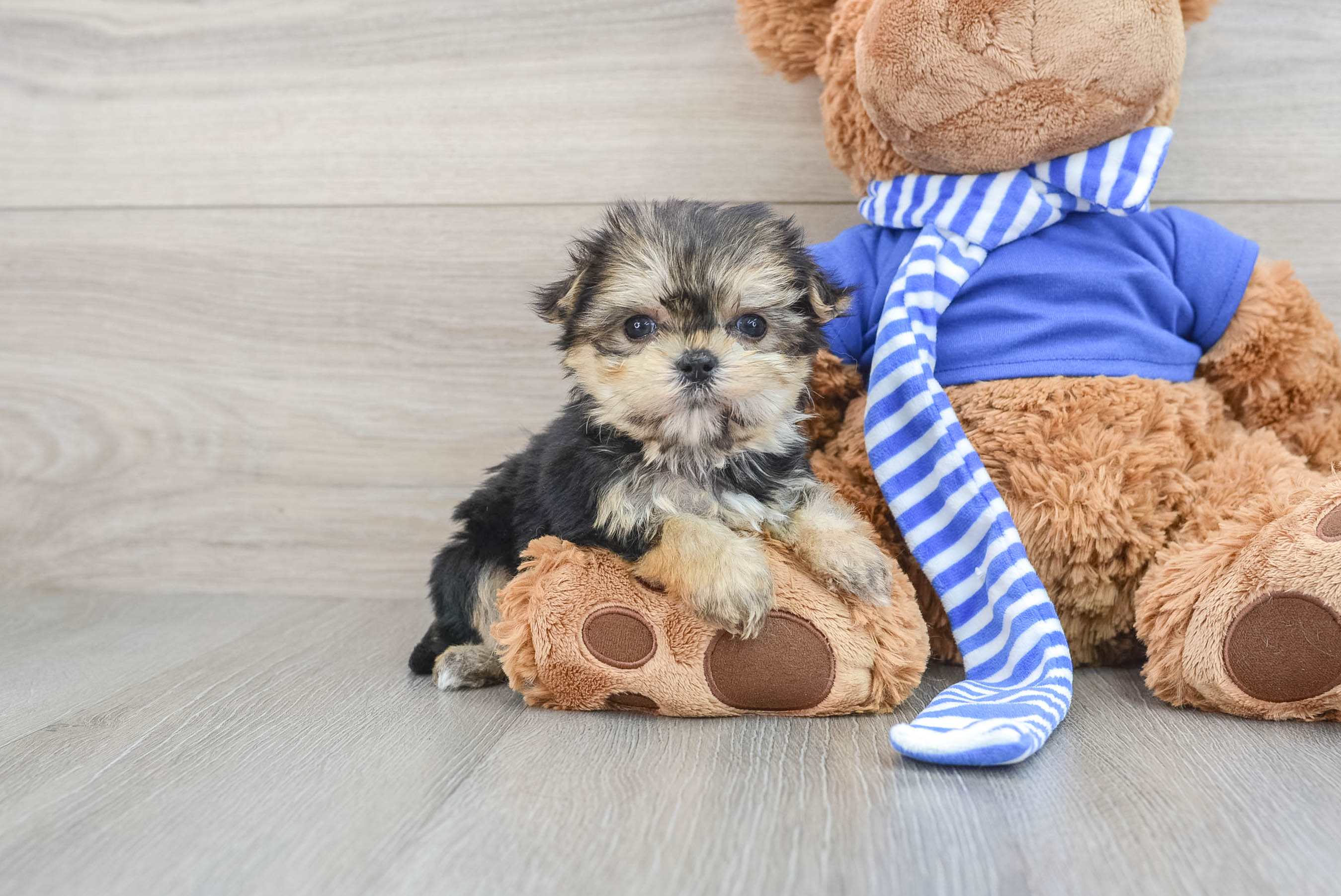 Toy morkie best sale