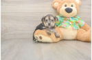 Fluffy Morkie Designer Pup