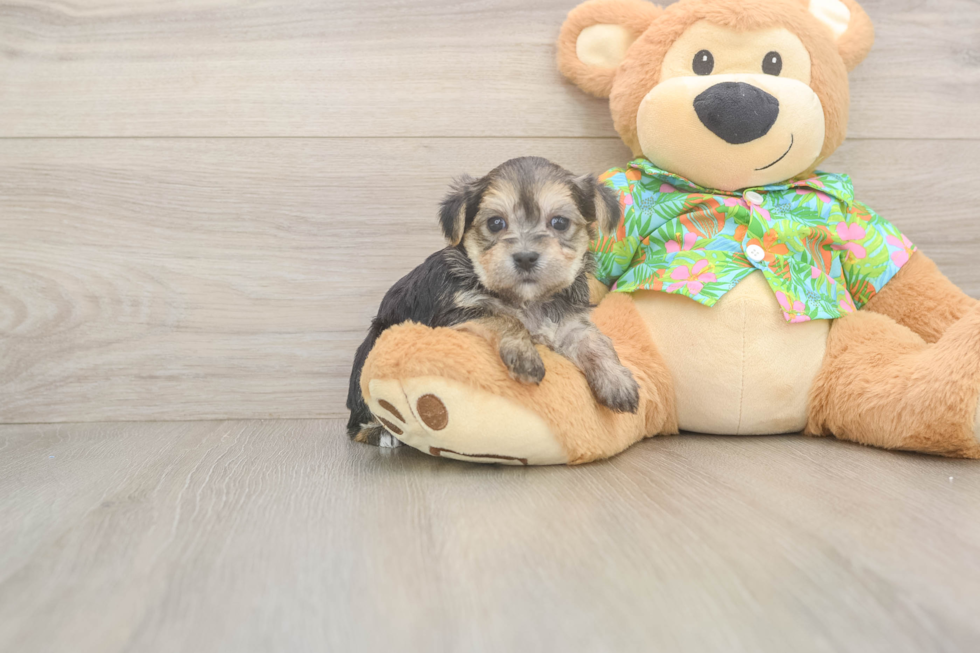 Fluffy Morkie Designer Pup