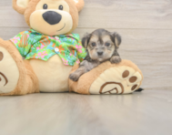 5 week old Morkie Puppy For Sale - Lone Star Pups