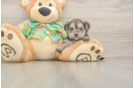 Morkie Pup Being Cute