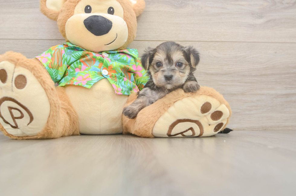 5 week old Morkie Puppy For Sale - Lone Star Pups