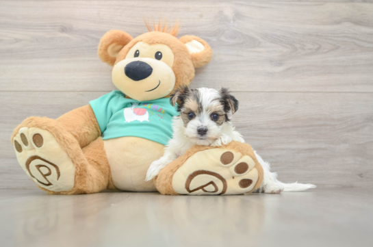 Smart Morkie Designer Pup