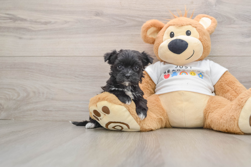 Morkie Puppy for Adoption