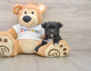 6 week old Morkie Puppy For Sale - Lone Star Pups