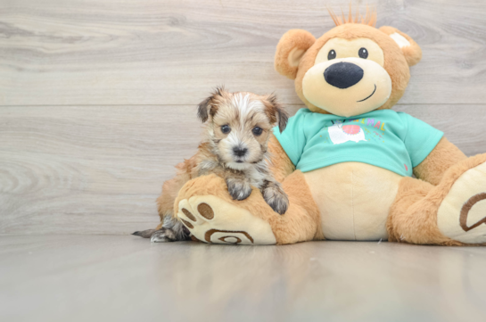 Morkie Pup Being Cute