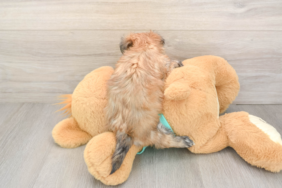 Smart Morkie Designer Pup