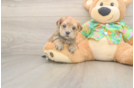 Morkie Puppy for Adoption
