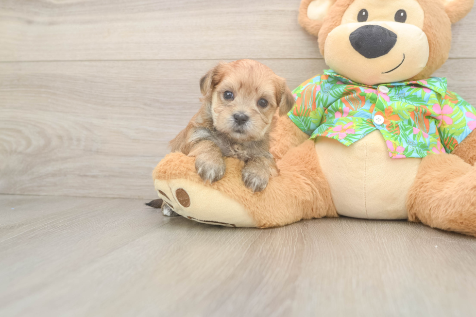 Morkie Puppy for Adoption