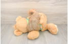 Energetic Morkshire Terrier Designer Puppy