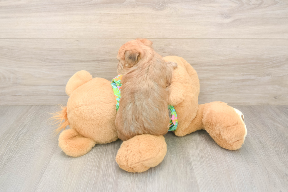 Energetic Morkshire Terrier Designer Puppy