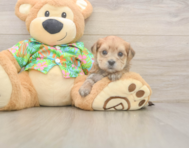 5 week old Morkie Puppy For Sale - Lone Star Pups