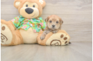 Cute Morkie Baby