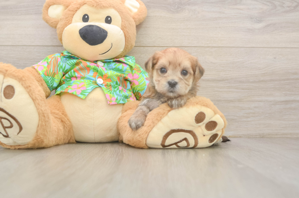 5 week old Morkie Puppy For Sale - Lone Star Pups