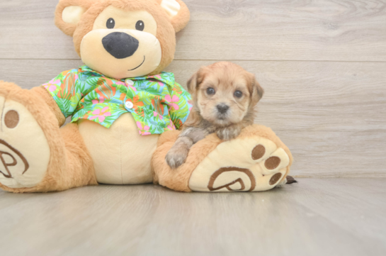 Cute Morkie Baby