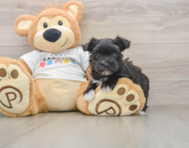 5 week old Morkie Puppy For Sale - Lone Star Pups