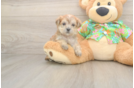 Cute Morkie Baby