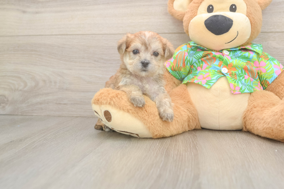 Cute Morkie Baby