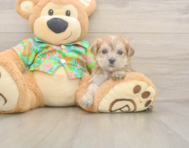 5 week old Morkie Puppy For Sale - Lone Star Pups