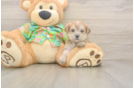 Morkie Pup Being Cute