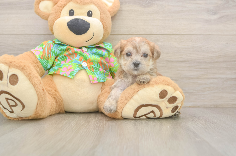 5 week old Morkie Puppy For Sale - Lone Star Pups