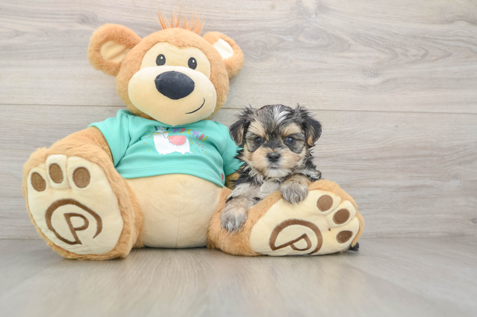 Happy Morkie Baby