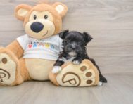 6 week old Morkie Puppy For Sale - Lone Star Pups