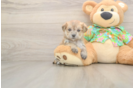 Morkie Pup Being Cute