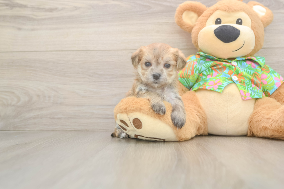 Morkie Pup Being Cute