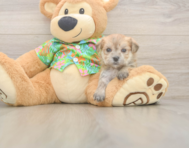 5 week old Morkie Puppy For Sale - Lone Star Pups