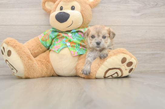 Fluffy Morkie Designer Pup
