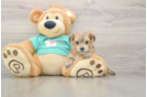 Petite Morkie Designer Pup