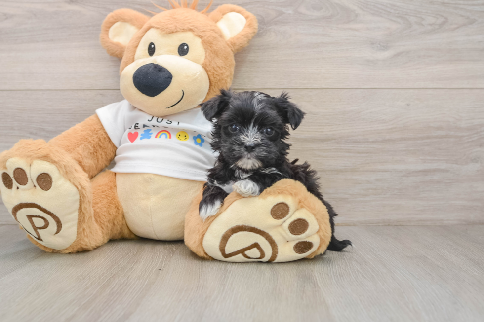 Hypoallergenic Maltiyork Designer Puppy