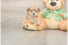 Best Morkie Baby